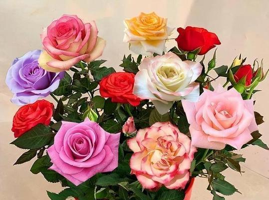 玫瑰花数量代表什么含义？玫瑰花数量寓意是什么？
