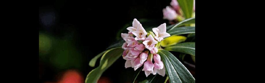 瑞香花的花语是什么？瑞香花有哪些寓意？