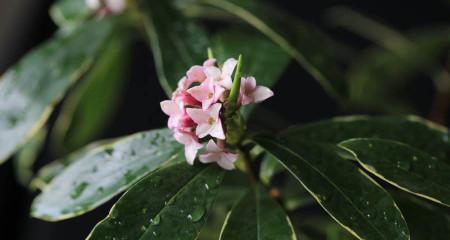 瑞香花的花语是什么？瑞香花有哪些寓意？