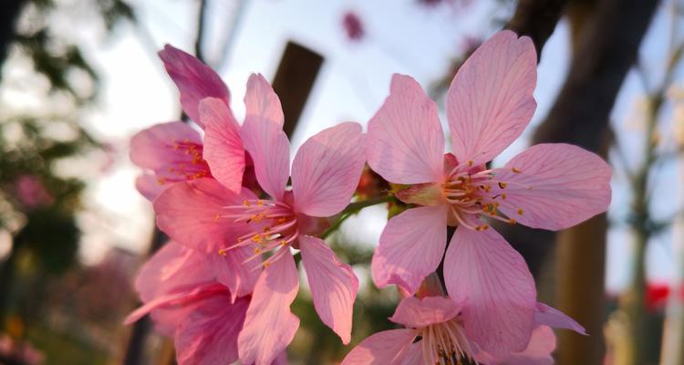 樱花的花语是什么？樱花有哪些寓意？