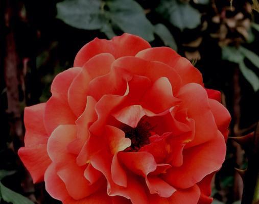 月季花的花语是什么？月季花有哪些寓意？