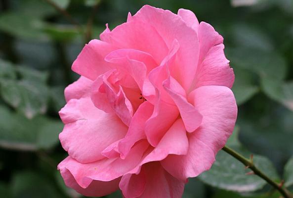 月季花的花语是什么？月季花有哪些寓意？