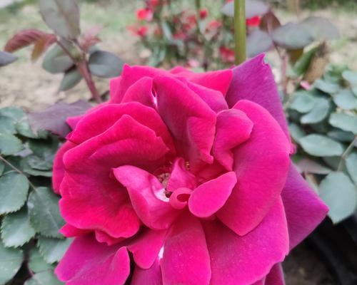 月季花的花语是什么？月季花有哪些寓意？