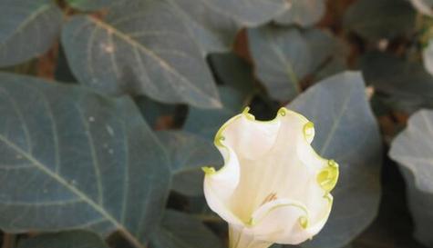 哪些花象征着光明和黑暗并存？光明和黑暗并存的花语是什么？