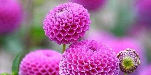 代表中秋的花是什么？中秋时节的花语是什么？