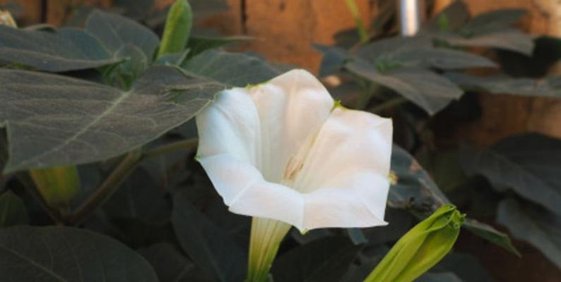 曼陀罗花的花语是什么？曼陀罗花有哪些传说？