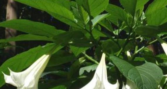 曼陀罗花的花语是什么？曼陀罗花有哪些传说？