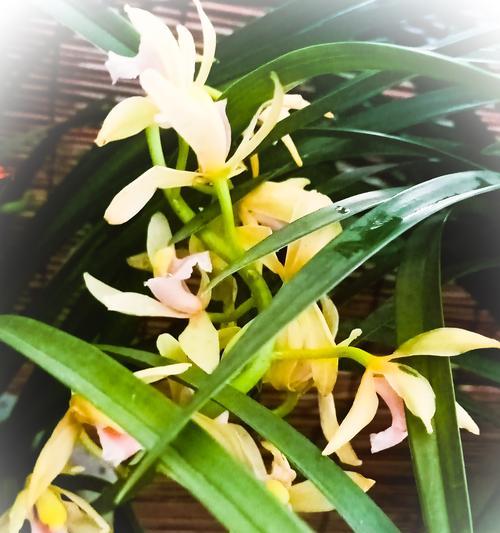 所有兰花的花语是什么？不同兰花的寓意是什么？