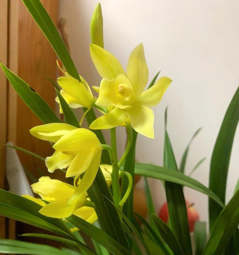 所有兰花的花语是什么？不同兰花的寓意是什么？