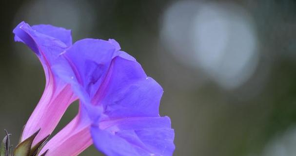 代表平凡的花是什么？平凡的花语是什么？
