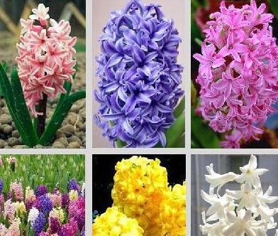 代表平凡的花是什么？平凡的花语是什么？