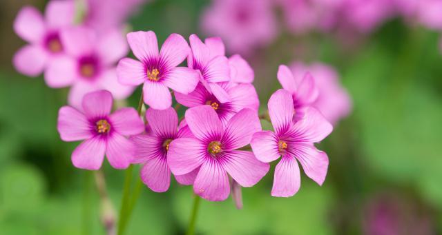 代表努力的花是什么？努力的花语是什么？
