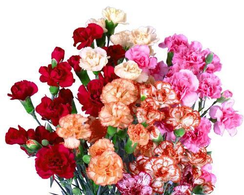 康乃馨的寓意是什么？康乃馨的花语是什么？
