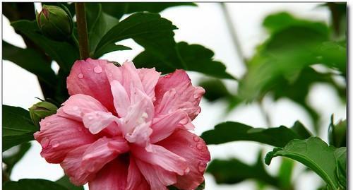 芙蓉花象征着什么？芙蓉花的花语是什么？
