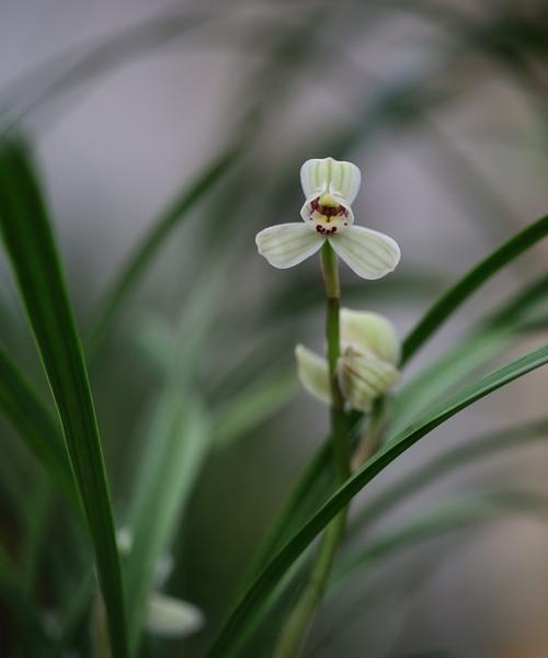 春兰花的花语是什么？春兰花有哪些寓意？