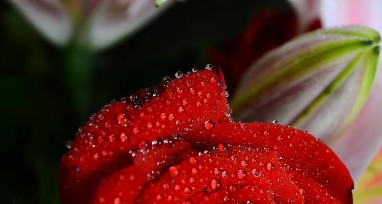 代表红颜知己的花是什么？红颜知己的花语是什么？
