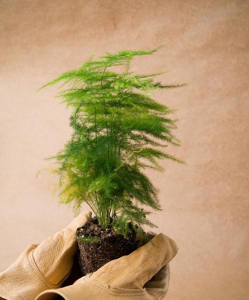 文竹的花语是什么？文竹有哪些寓意？