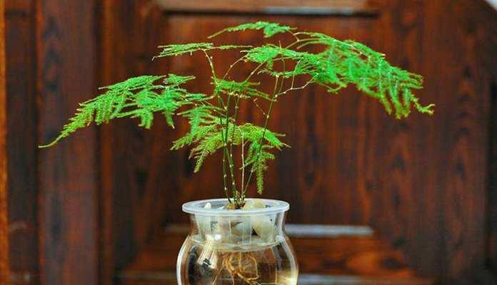 文竹的花语是什么？文竹有哪些寓意？