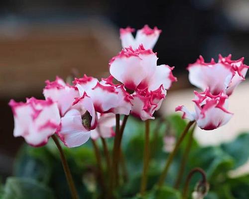 仙客来的花语是什么？仙客来有哪些寓意？