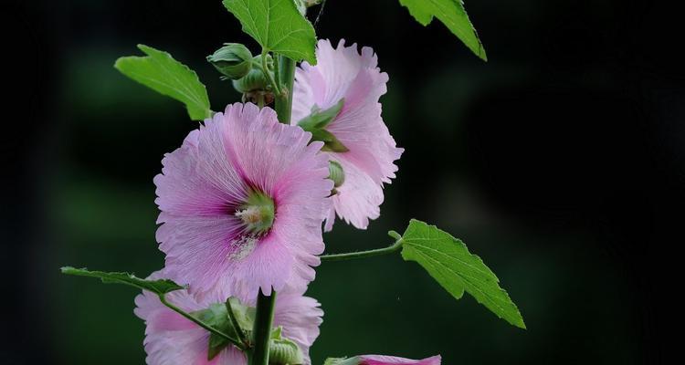 蜀葵花的花语是什么？蜀葵花有哪些象征意义？