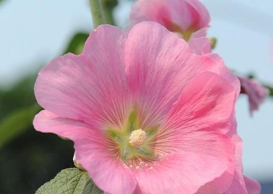 蜀葵花的花语是什么？蜀葵花有哪些象征意义？