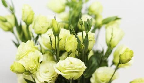 代表高冷的花是什么？高冷的花语是什么？