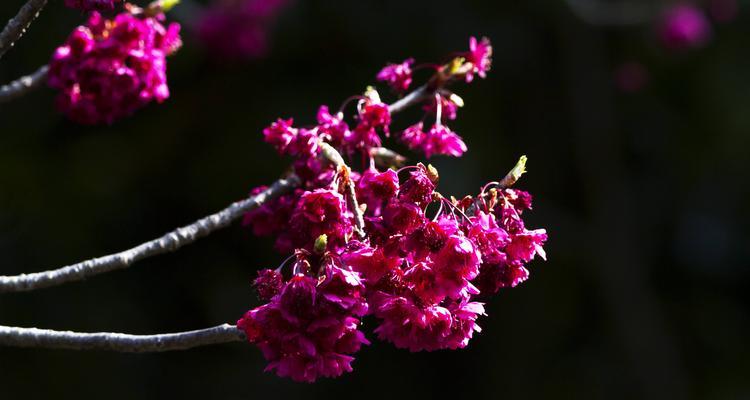 山樱花和西洋樱花的花语是什么？山樱花和西洋樱花有哪些寓意？