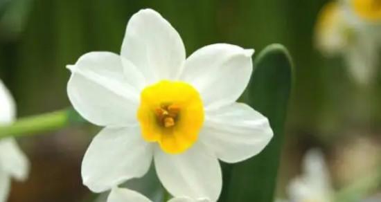 水仙花的真正花语是什么？水仙花有哪些寓意？