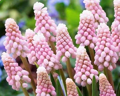 粉色风信子的花语是什么？粉色风信子有哪些寓意？