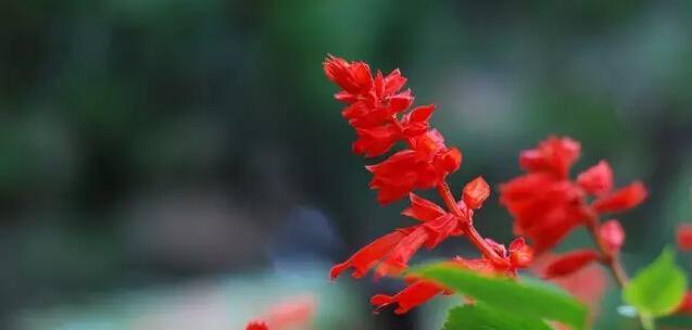 一串红的花语是什么？一串红有哪些寓意？