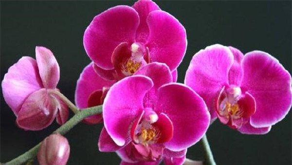 黄蝴蝶兰的花语是什么？黄蝴蝶兰有哪些寓意？