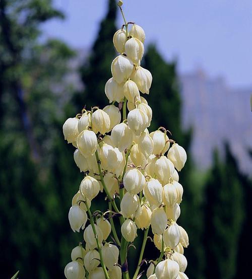 丝兰的花语是什么？丝兰有哪些寓意？