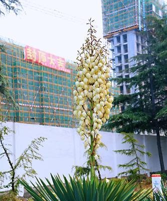丝兰的花语是什么？丝兰有哪些寓意？