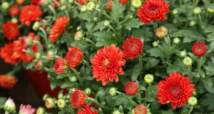 不同月份菊花的花语是什么？菊花在不同月份有哪些寓意？