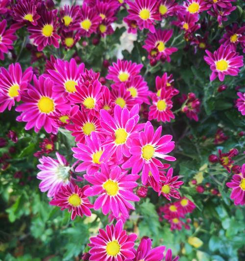 不同月份菊花的花语是什么？菊花在不同月份有哪些寓意？