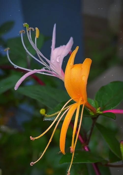 红花忍冬的花语是什么？红花忍冬有哪些寓意？
