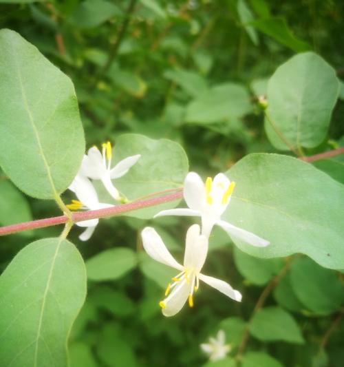 红花忍冬的花语是什么？红花忍冬有哪些寓意？