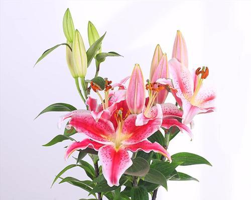 香水百合的寓意是什么？香水百合有哪些象征意义？