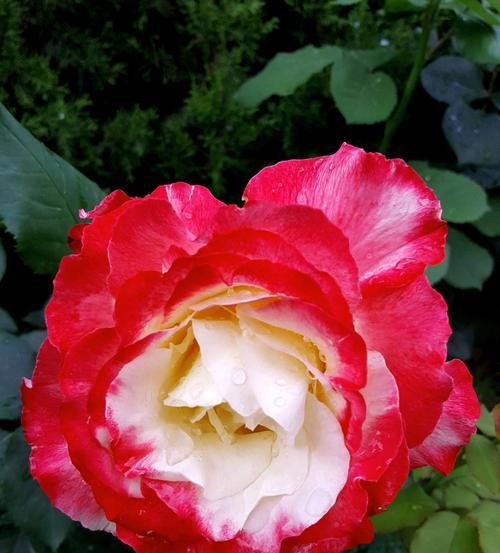 黄色月季花的花语是什么？黄色月季花有哪些寓意？