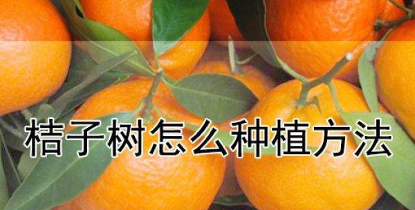桔子可以扦插吗？桔子扦插方法和注意事项是什么？
