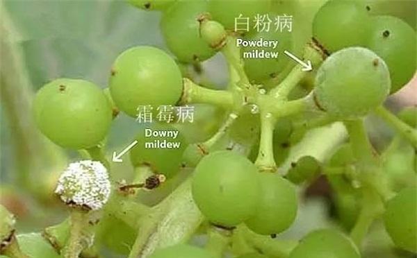 葡萄主要病虫害怎么防治？葡萄病虫害防治技术和方法措施是什么？