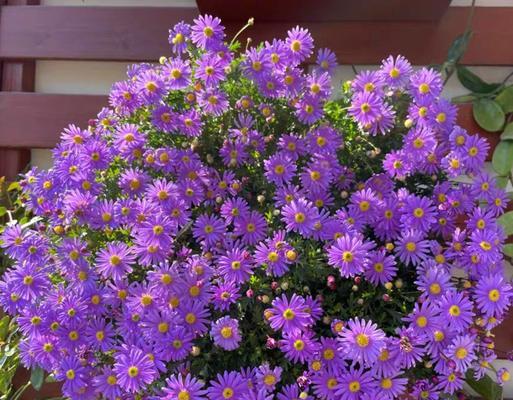 雏菊的花期是什么时候？雏菊的花期和开花时间是什么时候？