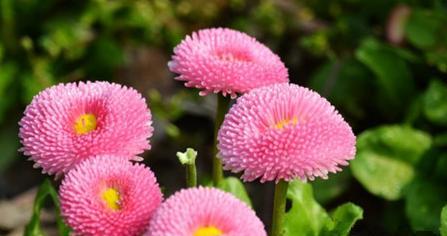雏菊的花期是什么时候？雏菊的花期和开花时间是什么时候？