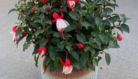 灯笼花什么时候剪枝合适？灯笼花修剪时间和方法是什么？