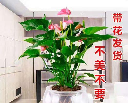一帆风顺用什么水养？一帆风顺水培方法和注意事项是什么？