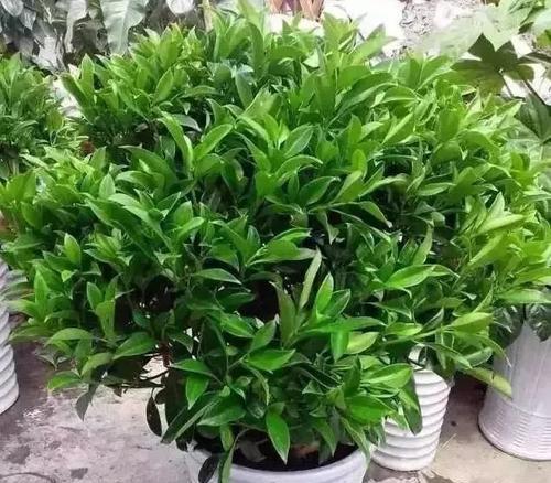 院里正对大门适合种什么植物？门口适合种植的植物有哪些？