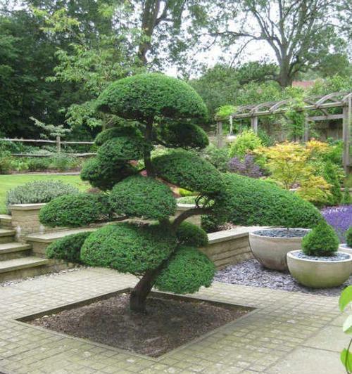 院里正对大门适合种什么植物？门口适合种植的植物有哪些？