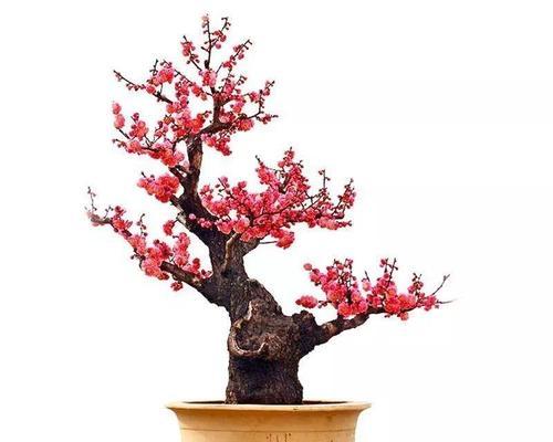 绿梅盆景的养殖方法和注意事项是什么？绿梅盆景养护方法和注意事项是什么？