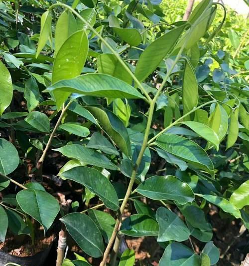 沉香树种植条件是什么？沉香树适合种植的环境和气候条件是什么？