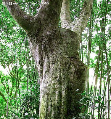 沉香树种植条件是什么？沉香树适合种植的环境和气候条件是什么？